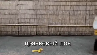 💫 22d43e4e пранковый пон whatsapp sticker