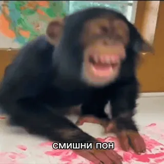 💫 246a8bde Смишни пон aap, mensaap, dier, grappig, lachen whatsapp sticker