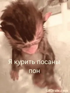 💫 bd360bb5 Я курить посаны пон kat, kitten, roken, russisch, meme whatsapp sticker
