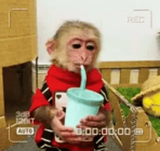 абизяны :: @fStikBot whatsapp stickers