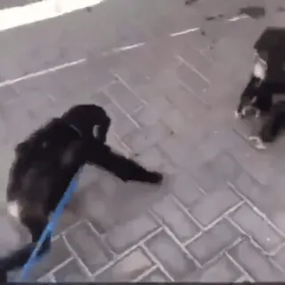 абизяны :: @fStikBot telegram stickers