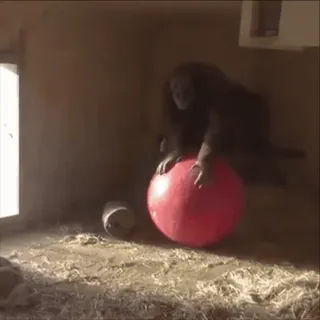 🎪 3a8627aa szympans, piłka, zwierzę, zabawa, naczelne telegram sticker