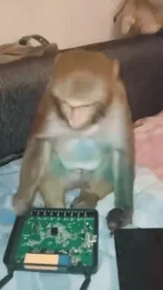 🧠 3c1fd20b małpa, zwierzę, elektronika, technologia, słodki telegram sticker