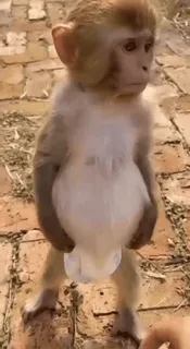 🥣 7452bc13 zwierzę, małpa, naczelny, słodki telegram sticker