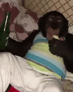 абизяны :: @fStikBot telegram stickers