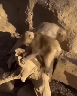 🤪 b4fa0199 małpy, zwierzęta, dzika przyroda, ssaki telegram sticker