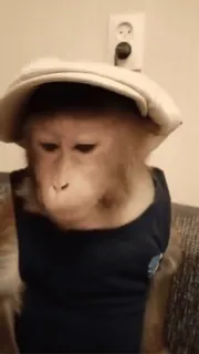 🧢 d6d6b23c małpa, zwierzę, kapelusz, ubrania, naczelny telegram sticker