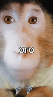 😮 df044dda ого małpa, słodki, zwierzę, śmieszny telegram sticker