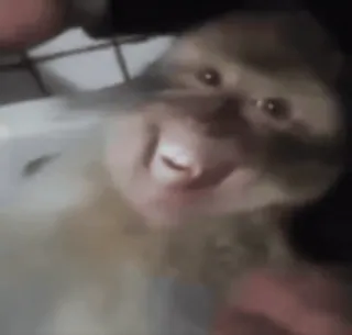 😁 fdbedd19 małpa, człekokształtna, zwierzę, naczelny, słodki, śmieszny telegram sticker