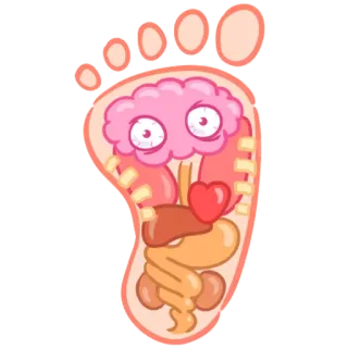 👣 2a9dda73 fuß, anatomie, gehirn, organe, illustration telegram sticker