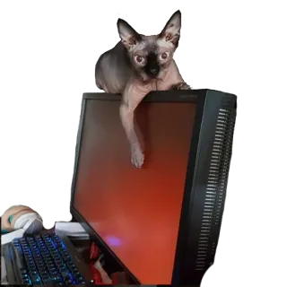 Абу и Соусейсека:3 telegram stickers