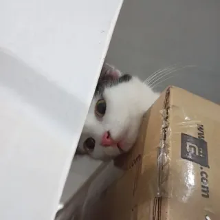 🌟 1b71e8c1 gato, gatito, animal, mascota, caja, lindo, doméstico telegram sticker