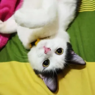 🌟 48e0341c gato, animal, mascota, lindo, doméstico, mamífero, felino telegram sticker