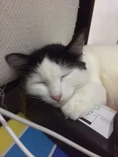 🌟 58bcbba0 gato, animal, durmiendo, blanco, negro telegram sticker