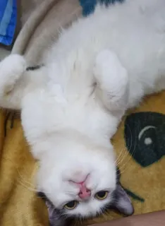 🌟 5addad6f gato, animal, mascota, lindo, animal doméstico telegram sticker