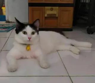 🌟 60af0ce9 gato, animal, mascota, gato doméstico, felino, gato blanco, gato blanco y negro telegram sticker