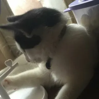 🤔 675fcfd6 gato, gatito, mascota, animal, gato doméstico, gato blanco y negro telegram sticker