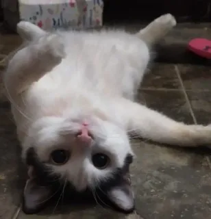 🌟 723b314d gato, animal, mascota, gato blanco, lindo, felino telegram sticker