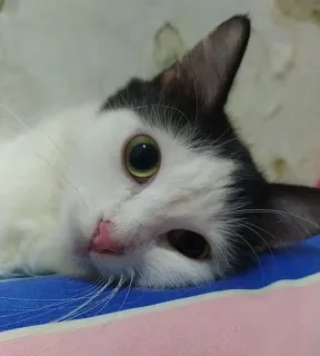 🌟 8e253889 gato, animal, mascota, mamífero, gato doméstico, felino, lindo, gatito telegram sticker