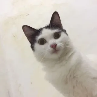 🌟 961dca6d gato, animal, mascota, lindo, gato blanco telegram sticker