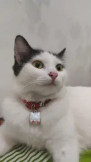 🌟 abcb1b30 gato, animal, mascota, gato doméstico, gato blanco, lindo, felino telegram sticker