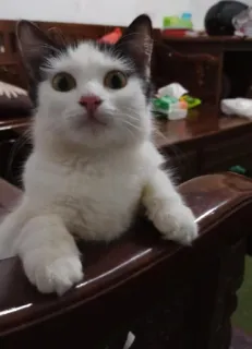 🌟 b7947bbc gato, gatito, gato blanco, animal, mascota, lindo telegram sticker