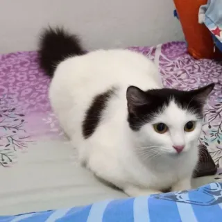 🌟 f46c3511 gato, mascota, animal, gato doméstico, gato blanco, gato blanco y negro telegram sticker