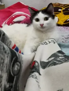 🌟 ff53dc9e gato, gato blanco, mascota, animal, animal doméstico, lindo telegram sticker