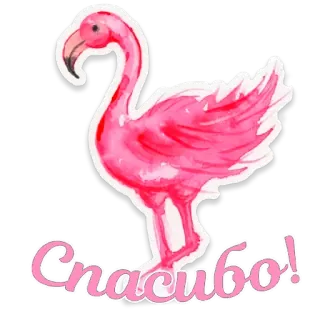 🙂 20324ed7 Спасибо! flamenco, rosa, gracias, ruso, saludo, спасибо telegram sticker