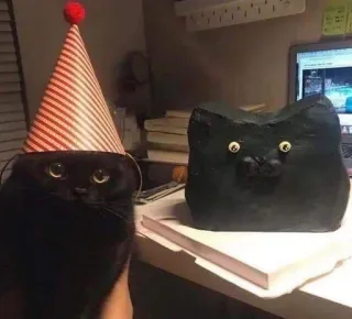 🐔 003d0804 kat, feestmuts, dier, kitten, huisdier, verjaardag telegram sticker