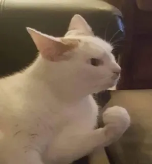 😨 0c5ab0fe kat, huisdier, dier, witte kat, lief, huisdier telegram sticker