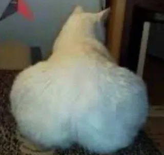 🥵 359a88f9 kat, dier, huisdier, grappig, meme, huisdier telegram sticker