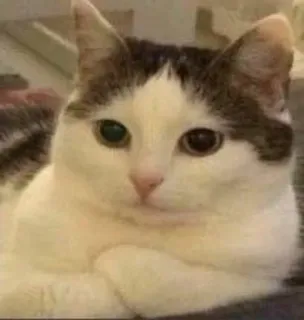 🙂 62b21bfc kat, dier, huiskat, huisdier telegram sticker