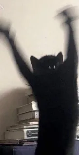 🐍 9699bb63 kat, zwarte kat, dansen, dier, huisdier telegram sticker