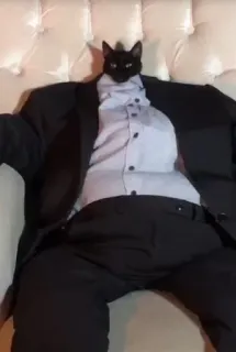 🤓 bad6ae96 kat, pak, dier, grappig, meme, schattig telegram sticker