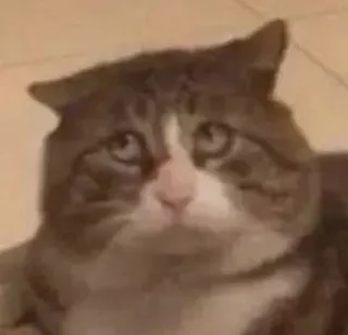 🙄 deb0f1e3 kat, dier, huisdier, huisdier telegram sticker