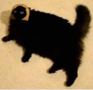 🦶 ded48a04 kat, brood, dier, huisdier, grappig, meme, toast, zwarte kat telegram sticker