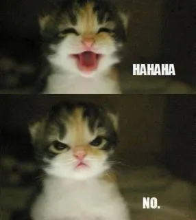 🤨 f7863fa5 HAHAHA
NO. kitten, kat, meme, grappig, dier, huisdier, boos, blij telegram sticker