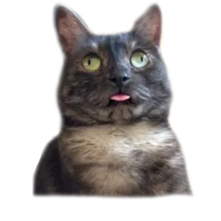 🤤 0236821b kot, zwierzę, zwierzak, język, śmieszne telegram sticker