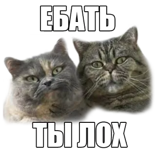 👥 158a4a00 ЕБАТЬ
ТЫ ЛОХ koty, obraźliwe, obelga, rosyjski telegram sticker