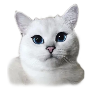 💅 246f5507 kot, biały kot, zwierzę, zwierzak, kociak, słodki, niebieskie oczy telegram sticker