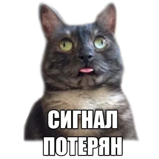 🤤 5465d030 СИГНАЛ
ПОТЕРЯН kot, rosyjski, sygnał, zgubiony, mem, zwierzę telegram sticker