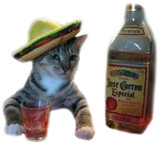 🥃 748c306c Jose Cuervo Especial kot, tequila, alkohol, impreza, sombrero, picie, Jose Cuervo telegram sticker