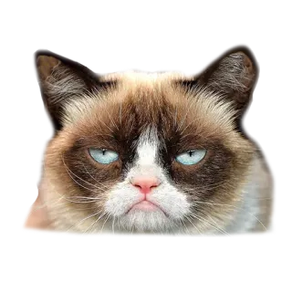 adk_cats_pack telegram stickers