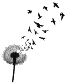 ✨ 23d04f4b pissenlit, oiseaux, graines, noir et blanc, nature, vent, vol telegram sticker