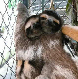 🦥 93178b4f sloth, animal, cute, sleeping, lazy, mammal, wildlife telegram sticker