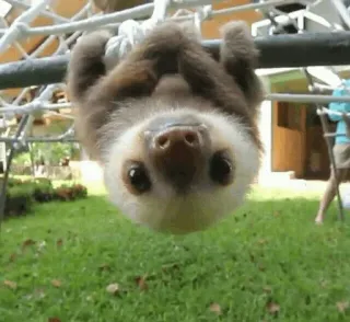 😍 a18f159a sloth, animal, cute, slow, tree, hanging telegram sticker