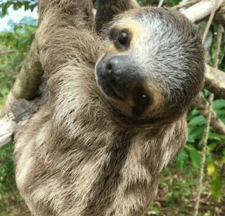 🦥 d11a4878 sloth, animal, cute, wildlife, nature, mammal, tree telegram sticker