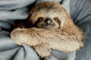 🦥 dddb085a sloth, animal, cute, mammal, lazy, wildlife, nature telegram sticker