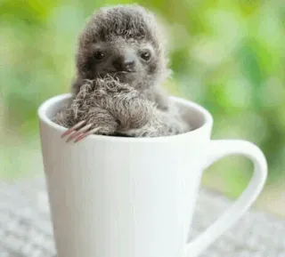 😍 f5b857b7 sloth, baby sloth, cute, animal, cup, coffee mug, wildlife telegram sticker